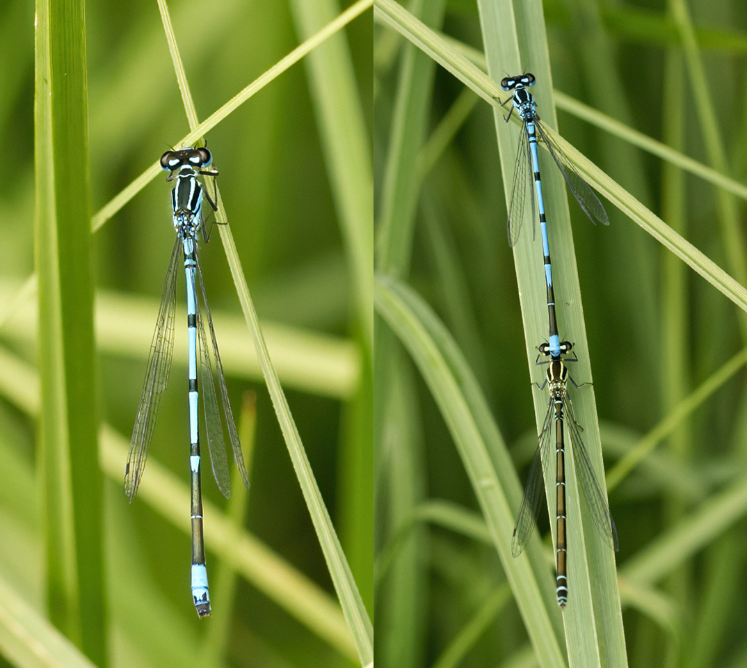 Coenagrion puella